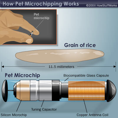 Should You Microchip your Cat or Dog?
